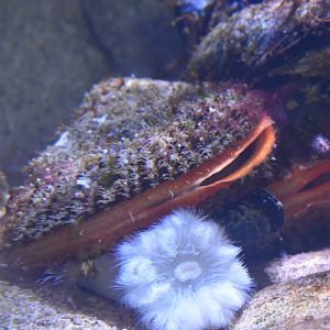 Unknown Bivalve - Kansas City Zoo