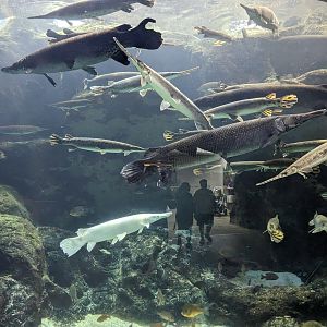 Wetlands - Gar and recently added leucitic gar