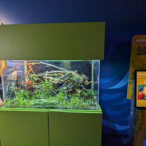 MORPH'D - poison dart frogs and emerald tree boa