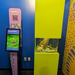 MORPH'D - Cherry Shrimp