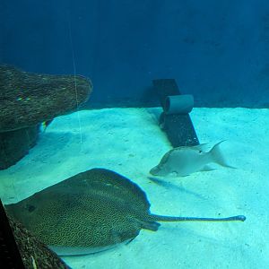 Heart of the Sea - Honeycomb ray