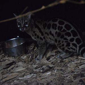 Cape genet - Oktober 2023