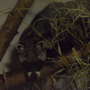 African civet - Oktober 2023