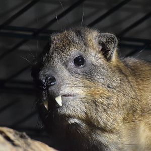 Cape hyrax - Oktober 2023