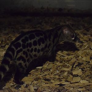 Rusty-spotted genet - Oktober 2023