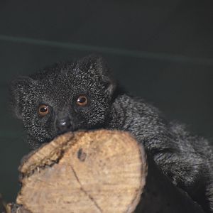 Slender mongoose - Oktober 2023