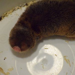 Upper Galilee Mountains blind mole-rat (Spalax galili) - University of South Bohemia