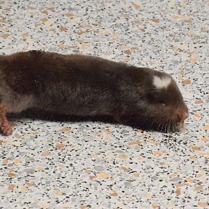 Mashona mole-rat - University of South Bohemia (Oktober 2023)