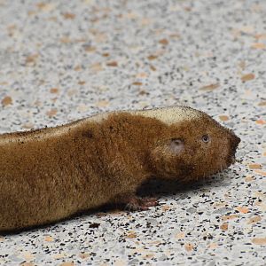 Micklem's mole-rat - University of South Bohemia (Oktober 2023)