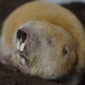 Mechow's mole-rat -University of South Bohemia (Oktober 2023)
