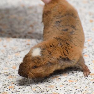 Ansell's mole-rat - University of South Bohemia (Oktober 2023)