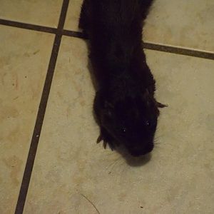 The Cururo - University of South Bohemia (Oktober 2023)