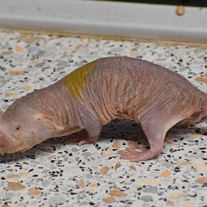 Naked mole-rat - University of South Bohemia (Oktober 2023)