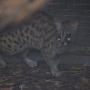 Arabian small spotted genet - October 2023 (offshow area)