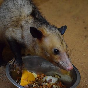 Common opossum - October 2023