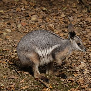 Queensland yellow-footed rock-wallaby