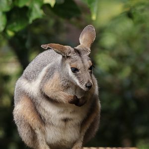 Queensland yellow-footed rock-wallaby