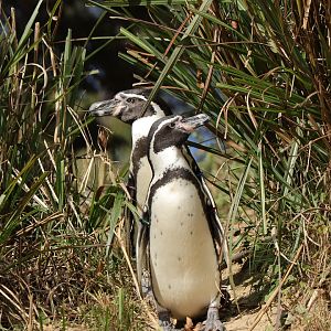 Humboldt penguin