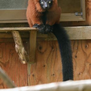 Red ruffed lemur