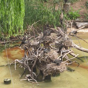 Cormorant Nest Tree