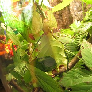 Giant Leaf Insect