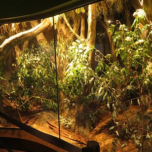 Huge Goliath Stick Insect Exhibit