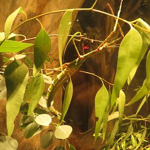 Goliath Stick Insect