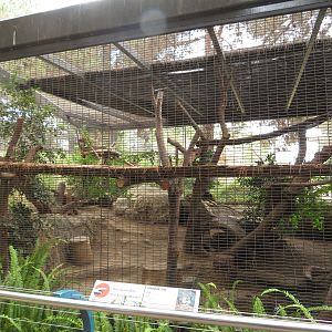 Canada Lynx Exhibit