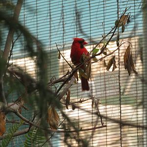 Northern Cardinal