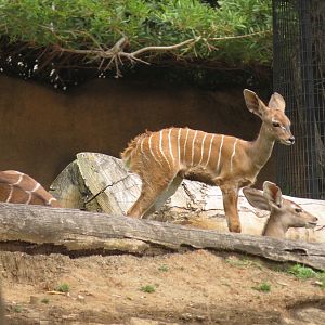 Baby Lesser Kudu