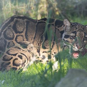 Clouded leopard, Shepreth, UK