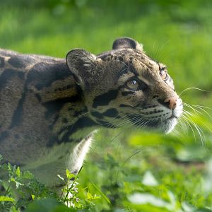 Clouded leopard, Shepreth, UK
