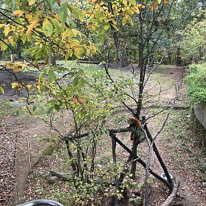 Wild Asia Monorail - Red Panda Exhibit
