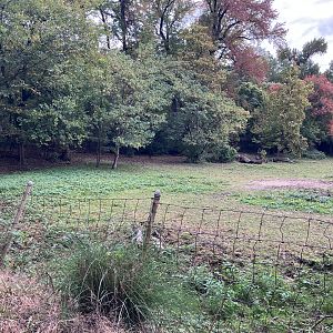 African Plains - Grévy’s Zebra Exhibit