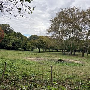 African Plains - Grévy’s Zebra Exhibit