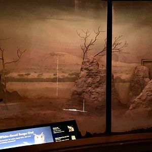 Carter Giraffe Building - Aardvark/White-Faced Scops Owl Exhibit