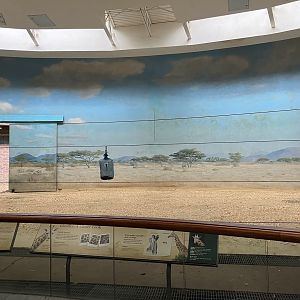 Carter Giraffe Building - Giraffe Exhibit