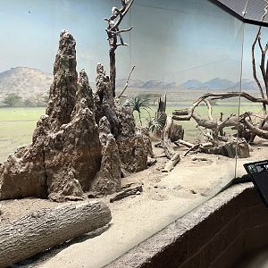 Carter Giraffe Building - Dwarf Mongoose/Von Der Decken’s Hornbill Exhibit