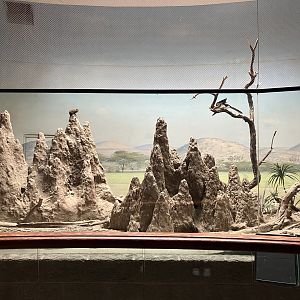 Carter Giraffe Building - Dwarf Mongoose/Von Der Decken’s Hornbill Exhibit