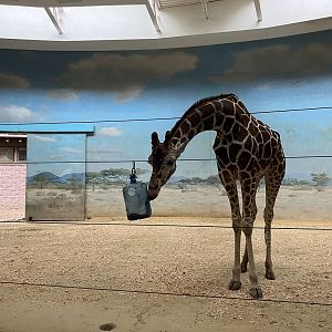 Carter Giraffe Building - Giraffe Exhibit