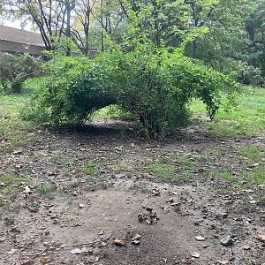 African Plains - Spotted Hyena Exhibit