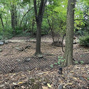 African Plains - Painted Dog Exhibit