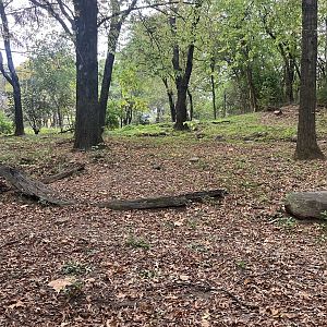 African Plains - Painted Dog Exhibit