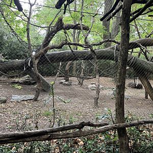 Congo Gorilla Forest - Angolan Colobus Exhibit