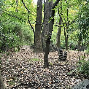 Congo Gorilla Forest - Okapi Exhibit