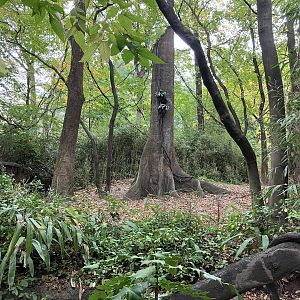 Congo Gorilla Forest - Okapi Exhibit