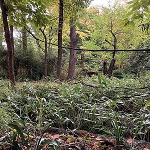 Congo Gorilla Forest - Okapi Exhibit