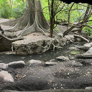 Congo Gorilla Forest - Mandrill/Angolan Colobus/Red Rived Hog Exhibit