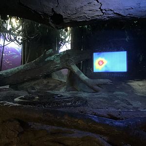 Congo Gorilla Forest - African Rock Python Exhibit