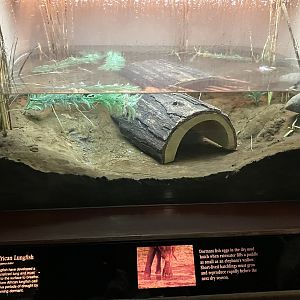 Congo Gorilla Forest - Spotted African Lungfish Tank